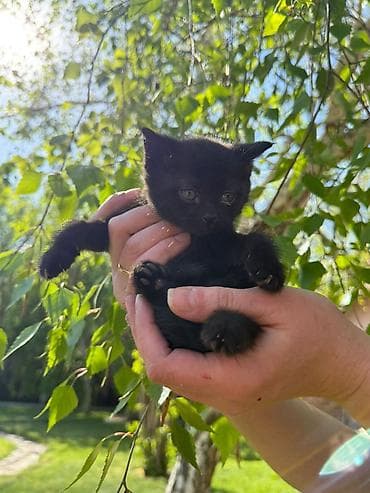 кошки даром ош: Очаровательный котенок, девочка, черная, ищет добрые и заботливые — 2