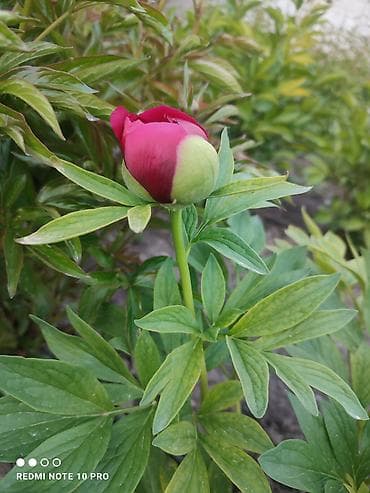 горошок для цветов: Пионы травянистые, сорт с насыщенно-рубиновыми бутонами.болеее 50шт — 3