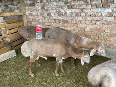 продам козу дойную: Продаю | Овца (самка) | Для разведения — 3
