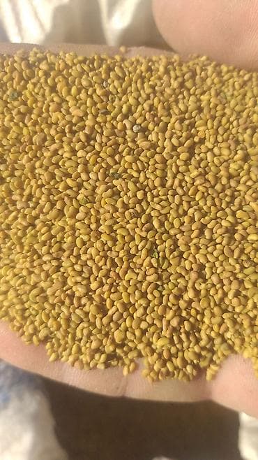 Садовая мебель: Семена кормовых растений: Люцерна — 1