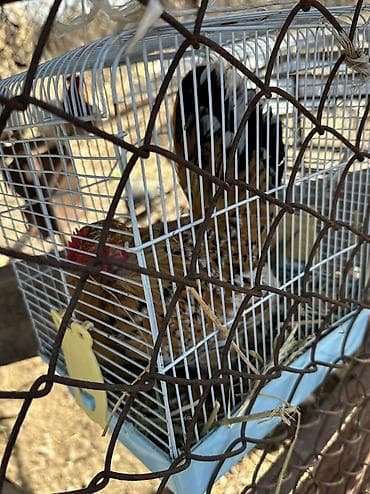 жаны асый: Сатам | Тооктор, Короздор, Инкубацияланган жумурткалар | Үй | Союуга, Көбөйтүү үчүн, Жумуртка туудуруу үчүн — 5