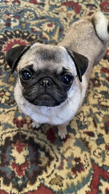 кошка рэгдолл: Мопс, 4 месяца, Самка — 1