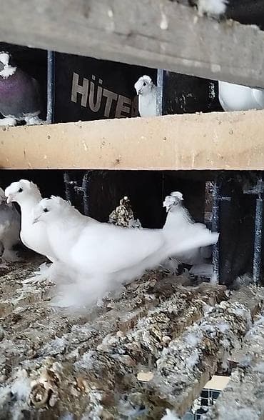 мышык сатып алам: Племенных голубей старопородный — 8