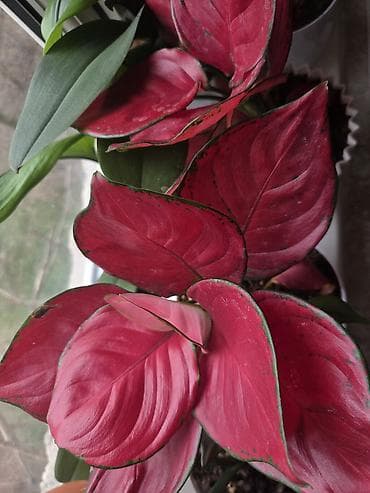 растения аквариумные: Аглаонема (декоративно-лиственное комнатное растение) - Сорт с — 2