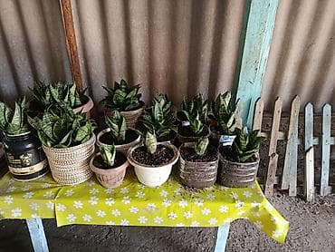 Сансевиерия (Sansevieria, «тещин язык») в горшках 200-300 - lalafo.kg да Сансевиерия (Sansevieria, «тещин язык») в горшках 200-300 -