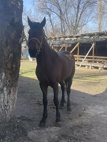 стелные каровы: Продаю | Жеребец | Полукровка | Конный спорт — 2