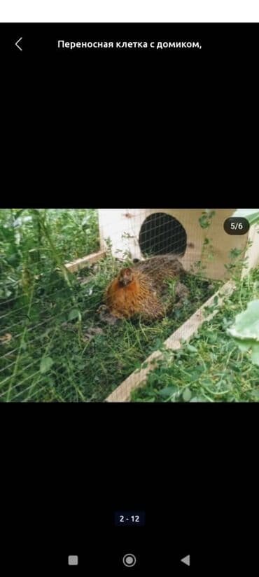 @madagascar312: Уяча, гнездо с выгулом для цыплят утят гусят и тд, мини курятник at lalafo.kg @madagascar312: Уяча, гнездо с выгулом для цыплят утят гусят и тд, мини курятник