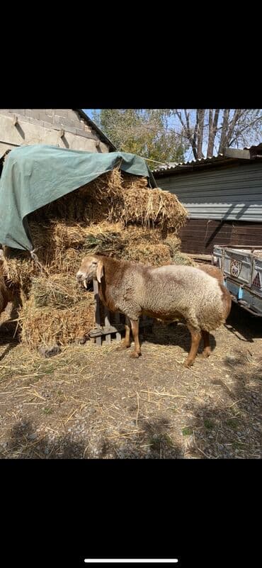 сколько стоит корова в кыргызстане 2023: Кочкор сатылат 3 жаш — 6