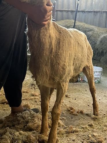 зоопарк бишкек: Сатам | Кочкор (эркек) | Көбөйтүү үчүн | Жасалма жол менен боозутуу — 2