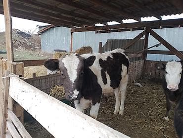 мал сату: Сатам | Бука (эркек) — 7