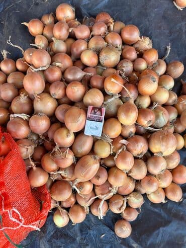 Лук Оптом, Самовывоз