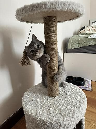 кошка манчкин: Отдаю кота в добрые руки чистокровный шотландец кастрированный — 2