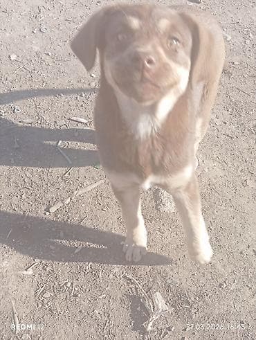 лабрадоры щенки: Щенки смешанных пород Описание: - Возраст на фото — ориентировочно — 9