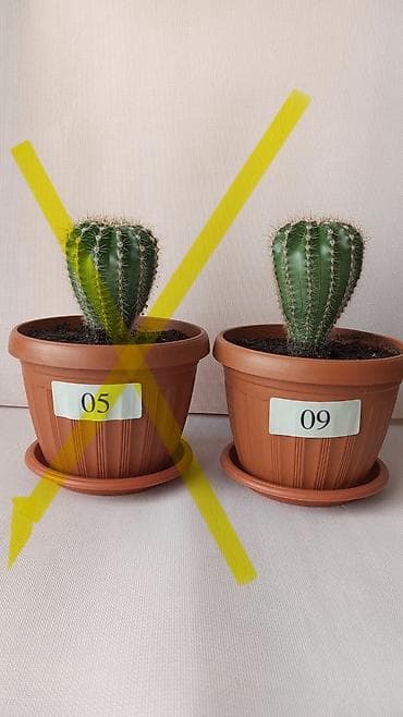 высокий кактус: Круглые кактусы в горшках с поддонами Особенности: - Компактные — 1