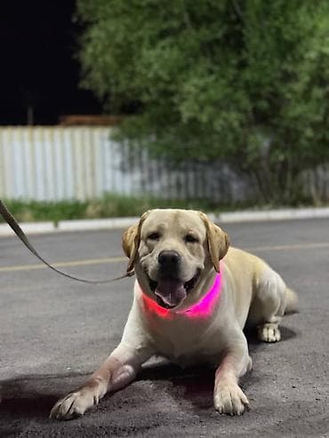 Грызуны: Вязка: Лабрадор-ретривер, Самец, 2 года, С прививкой, С родословной — 4