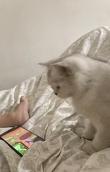 большие кошки: Скотиш Страйт (Шотландская прямоухая), 9 месяцев, Мальчик, Белый, Приучена к лотку — 5