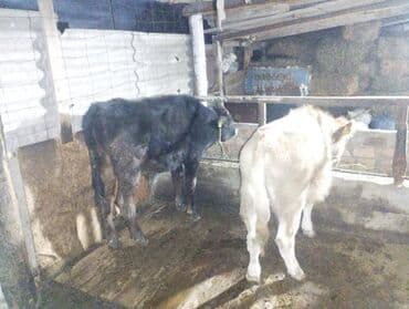 продажа кормов для сельскохозяйственных животных: Продаю | Бык (самец) | На откорм | Привязанные — 2