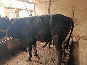 драбилка кду 2: Сатам | Бука (эркек) | Бордоп семиртүү үчүн | Жасалма жол менен боозутуу — 1