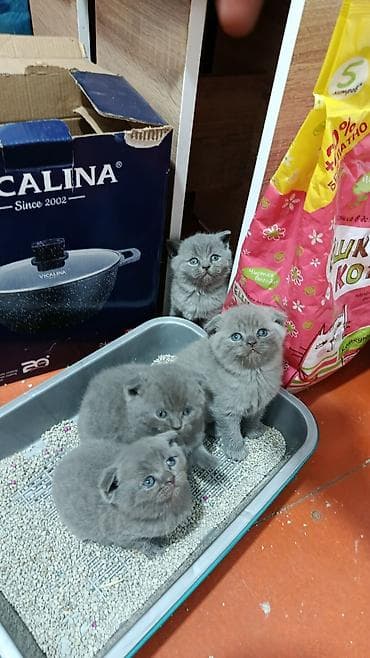 Мышыктар сатылат: Шотландские вислоухие котята, окрас голубой (blue). На фото — трое — 3