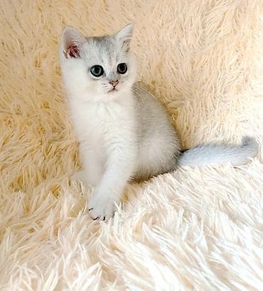 кошка бесплатная: Продается котёнок скоттиш страйт. мальчик серебристая шиншилла окраса — 6