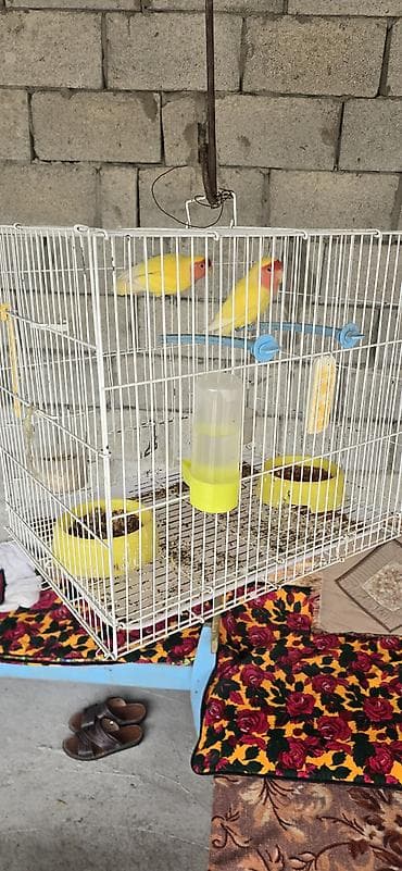 попугай: Пара неразлучников (Agapornis) жёлтого окраса с розово-красной маской — 2
