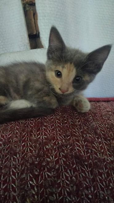 scottish fold: Котята 1.5 месяца. Наполовину мейн-кун .Проглистованы Лоток знают на — 1