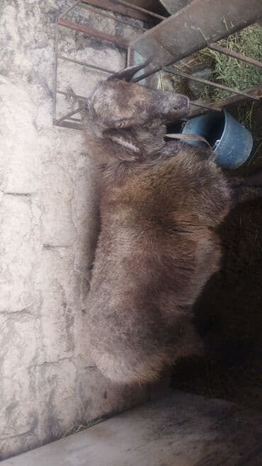 уй са: ( Овца ) — 3