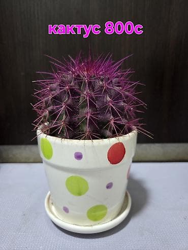 Хлорофитумдар: Хавортия и кактусы — суккуленты для дома и офиса - Хавортия по 350 с — 4