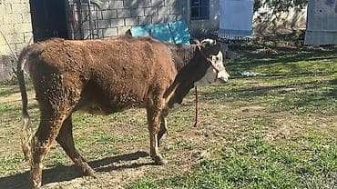 кекилик бишкек: Сатам | Кунаажын | Симментал | Союуга, Көбөйтүү үчүн, Сүт алуу үчүн | Асыл тукумдуу, Кысыр, Жасалма уруктандырылган — 5