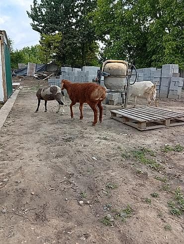 продам козу дойную: Продаю | Ягненок | Арашан | Для разведения — 3
