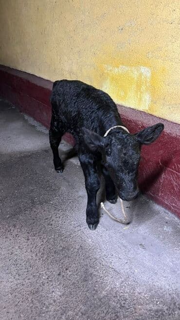 Продаю | Музоо, торпок | Для разведения | Привязанные