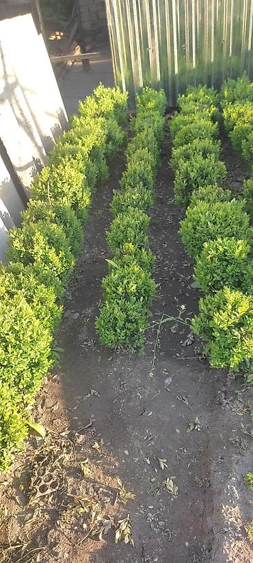 другие комнатные растения: Самшит.Вьющиеся Розы — 3