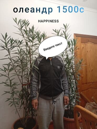 кора дерева: Комнатные и уличные растения в кашпо - Туя в горшках. Компактные — 8