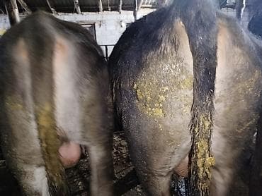 котята простые: Продаю | Корова (самка) | Для молока — 1