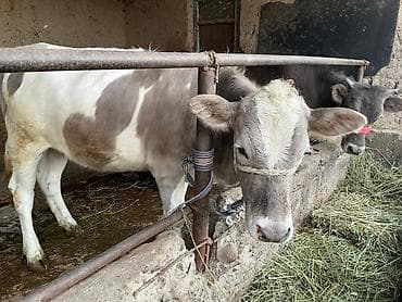 породистые бычки: Продаю | Тёлка | На откорм | Привязанные — 5