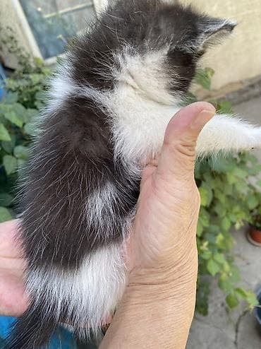 scottish fold: Котята, домашние. 1.5, 2 месяца Окрас и особенности: Сиамский — 5