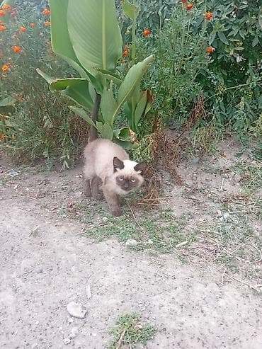 Котёнок с сиамским окрасом. Описание: - Голубые глаза, контрастная — 1