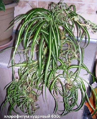 цветы растение: Комнатные растения - хлорофитумы кудрявые бело-розовый — 4