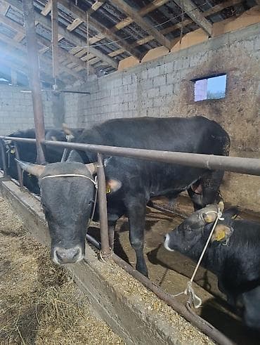 малинуа купить щенка: Продаю | Бык (самец) | На откорм | Привязанные — 2