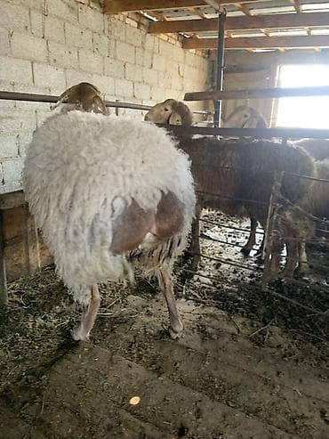 улар сатылат: Сатам | Ургаачы кой (ургаачы) | Көбөйтүү үчүн | Ургаачы — 1