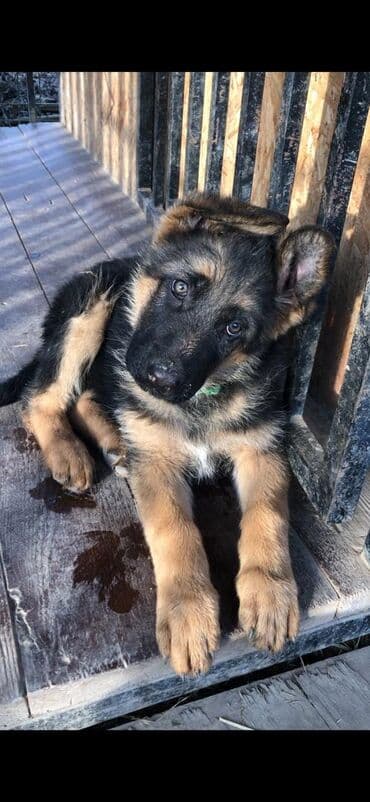 Аквариумы: Продаются чистопородные щенки немецкой овчарки! Дата — 23
