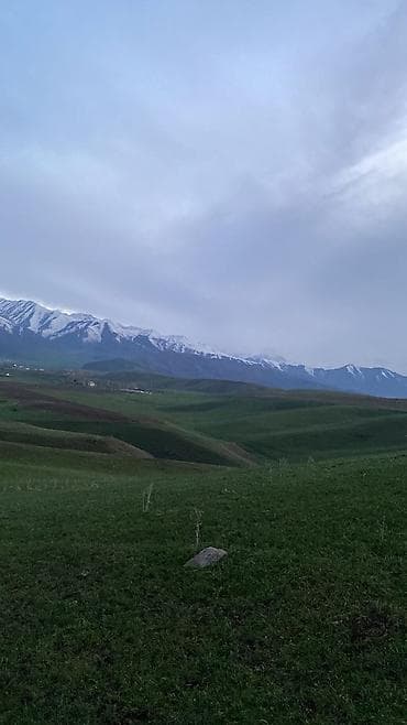 кошки домашние: Продаю | Овца (самка) | Для разведения | Племенные — 5