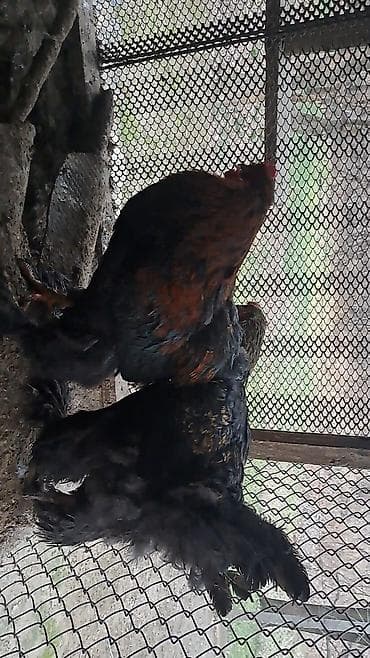 цыплята бролера: Продаю | Петух | Брама, Домашняя | Для разведения — 5