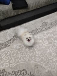 купить собаку шпица недорого: Шпиц, 1 год, Самец, С прививкой, С родословной — 16