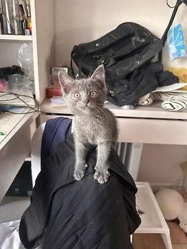 кошки: Кошка даром: Беспородная, 2 месяца, Мальчик, Приучена к лотку — 1