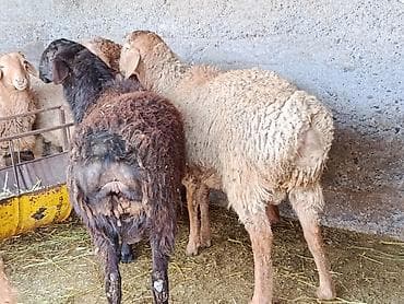 ара: Сатам | Козу | Арашан | Союуга — 6