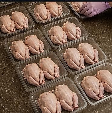 купить грибы эноки: Перепелиная продукция KUSH KG 🐦 ПРИНИМАЕМ ЗАКАЗЫ 🥚 Перепелиные яйца — 2