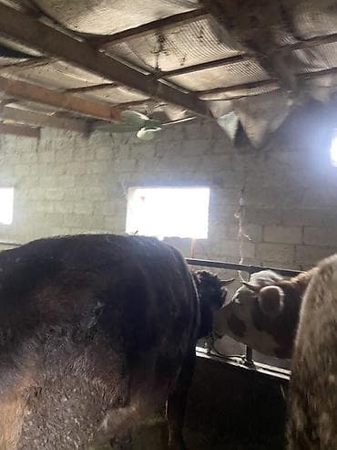 Птицы: Продаю | Тёлка | Швицкая | На откорм, На забой, Для разведения — 2