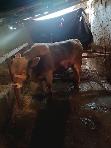 быки бука: Продаю | Бык (самец) | Швицкая — 5