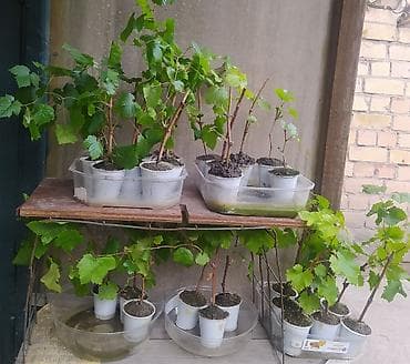 купить корейский виноград: Саженцы винограда (Чёрный крупный ) в Пригородном.(Красный поздний) — 2